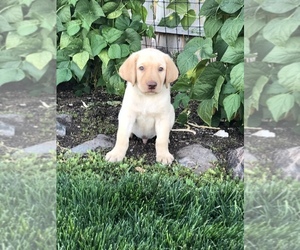 Labrador Retriever Puppy for sale in QUINCY, WA, USA