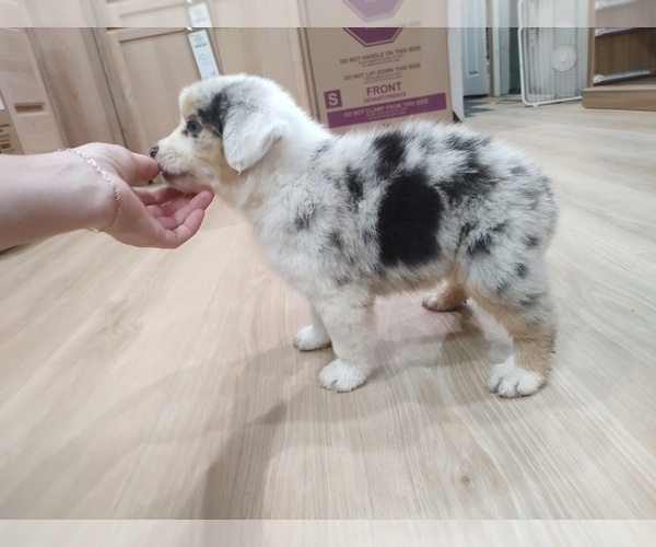 Medium Photo #33 Australian Shepherd Puppy For Sale in TUSCUMBIA, AL, USA