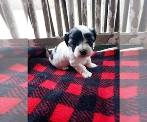 Bichon Frise-Havachon Mix Puppy for sale in COTTAGE GROVE, TN, USA