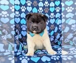 Small Photo #2 Akita Puppy For Sale in AIRVILLE, PA, USA