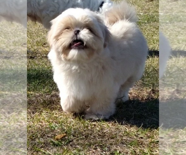 Medium Photo #1 Shih Tzu Puppy For Sale in MILTON, FL, USA