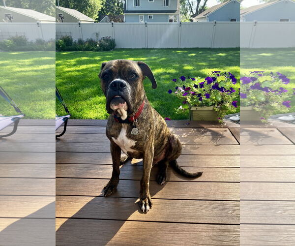 Medium Photo #2 Boxer Puppy For Sale in Woodbury, MN, USA