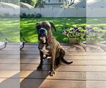 Small #1 Boxer