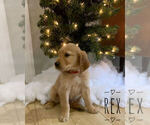Small Photo #1 Golden Retriever Puppy For Sale in STUARTS DRAFT, VA, USA