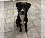 Small #1 Labrador Retriever Mix