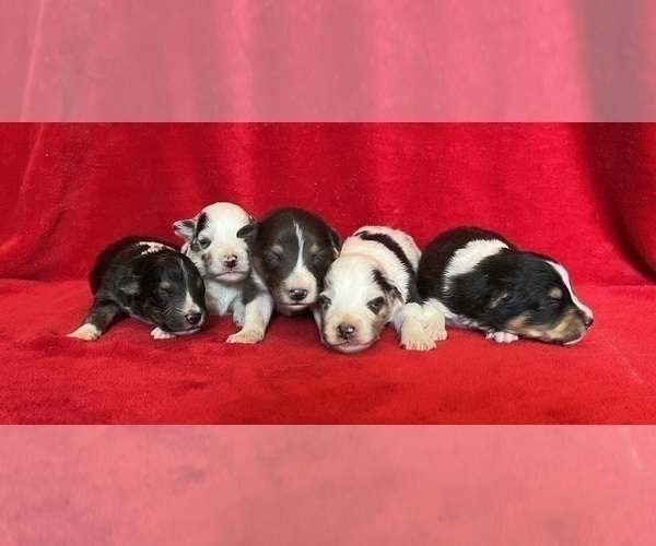 Medium Photo #2 Shel-Aussie Puppy For Sale in FORT MORGAN, CO, USA