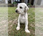 Small Photo #20 Afghan Hound Puppy For Sale in VIDALIA, GA, USA