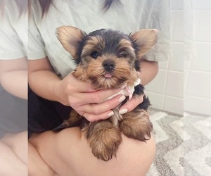 Yorkshire Terrier Puppy for Sale in CHINO HILLS, California USA