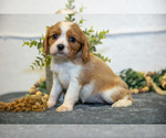 Small #2 Cavalier King Charles Spaniel