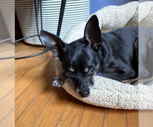 Chihuahua-Unknown Mix Dogs for adoption in Wheaton, IL, USA