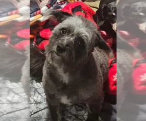 Australian Shepherd Dogs for adoption in Sioux Falls, SD, USA