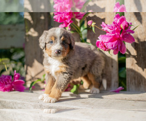 Miniature Bernedoodle Litter for sale in APPLE CREEK, OH, USA