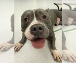Small #4 Bulldog Mix