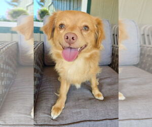 Chihuahua-Spaniel Mix Dogs for adoption in Milwaukie, OR, USA