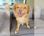 Small Chihuahua-Spaniel Mix