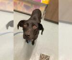 Small Labrador Retriever Mix
