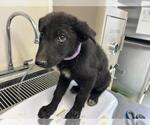 Small German Shepherd Dog Mix