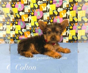 Yorkshire Terrier Puppy for sale in WINNSBORO, LA, USA