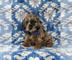 Cock-A-Poo Puppy for sale in KIRKWOOD, PA, USA