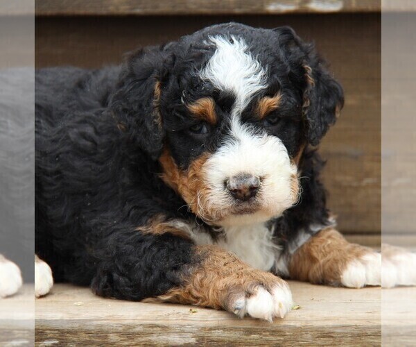 Medium Photo #2 Bernedoodle Puppy For Sale in STANLEY, WI, USA