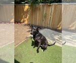 Small #2 Labrador Retriever Mix