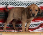 Small #2 Mountain Cur