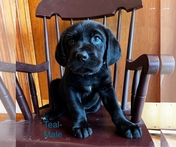 Medium Photo #10 Cane Corso-German Shorthaired Pointer Mix Puppy For Sale in CLAY CITY, KY, USA