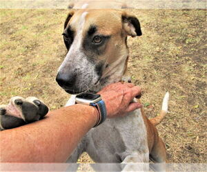 Sage - Male Catahoula Leopard Dog-Unknown Mix Dog for Adoption - Photo #3