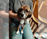 Small Photo #1 Bagle Hound-Basset Hound Mix Puppy For Sale in CENTRALIA, WA, USA