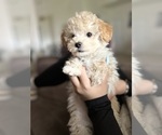 Small Photo #3 Poodle (Toy) Puppy For Sale in SAN BERNARDINO, CA, USA