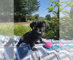 Small #1 Labrador Retriever Mix