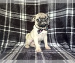 Small #5 Pug