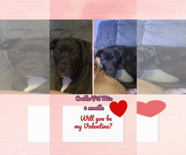 Medium Photo #3 Mutt Puppy For Sale in Jacksonville, NC, USA