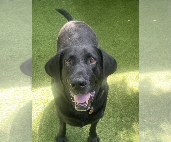 Medium Photo #3 Labrador Retriever-Unknown Mix Puppy For Sale in Fort Worth, TX, USA