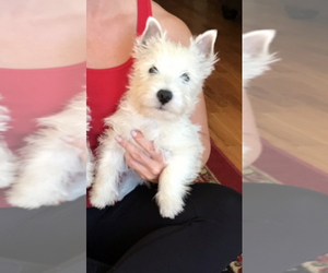West Highland White Terrier Puppy for sale in PRINCETON, CA, USA