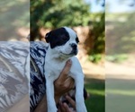 Small Photo #16 Boston Terrier Puppy For Sale in CARMICHAEL, CA, USA