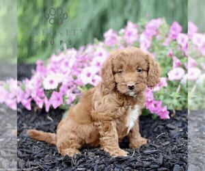 Goldendoodle (Miniature) Puppy for sale in GORDONVILLE, PA, USA