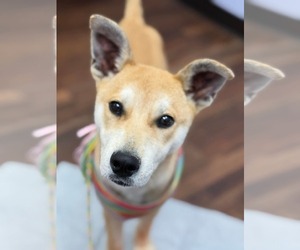 Labrador Retriever-Shiba Inu Mix Dogs for adoption in Calhoun, GA, USA