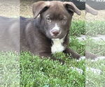 Small #1 Chow Chow-Siberian Husky Mix