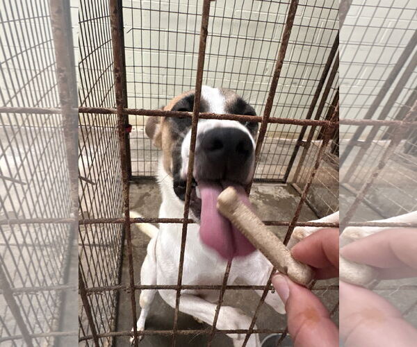Medium Photo #2 Mutt Puppy For Sale in Jackson, MS, USA
