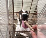 Small #1 Mutt