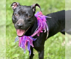 Sammy - Female Mutt Dog for Adoption - Photo #7