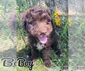 Aussie-Poo Puppy for sale in MONCLOVA, OH, USA