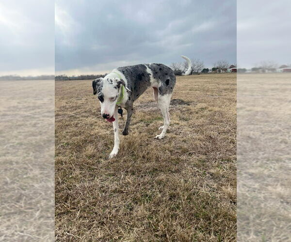 Medium Photo #4 Great Dane Puppy For Sale in Bullard, TX, USA