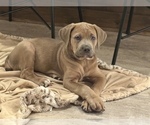 Puppy SJ Cane Corso