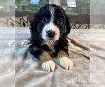 Puppy Girl 4 Australian Shepherd