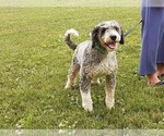 Small Photo #1 Bernedoodle (Miniature) Puppy For Sale in PAXTON, IL, USA