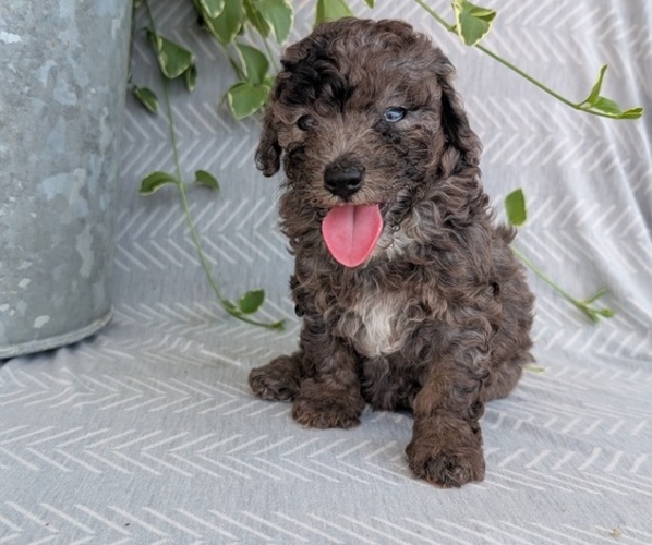 Medium Photo #10 Poodle (Toy) Puppy For Sale in GOSHEN, IN, USA