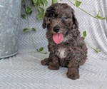 Small #8 Poodle (Toy)