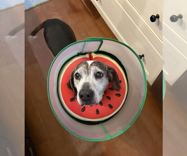 Medium Photo #7 Beagle-Unknown Mix Puppy For Sale in Springdale, PA, USA